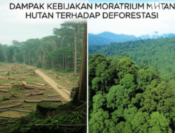 Dampak Kebijakan Moratorium Hutan terhadap Deforestasi